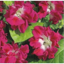 nasiona Wilec Reffles swikx164