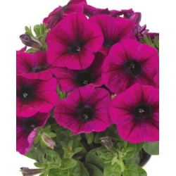 nasiona Wilec Reffles swikx164