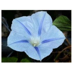 nasiona Wilec trójbarwny Blue Star swikx165