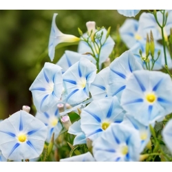 nasiona Wilec trójbarwny Blue Star swikx165