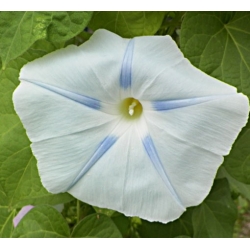 nasiona Wilec trójbarwny Blue Star swikx165