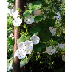 nasiona Wilec trójbarwny Blue Star swikx165