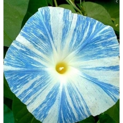 nasiona Wilec trójbarwny Blue Star swikx165