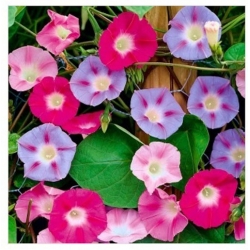 nasiona Wilec trójbarwny swikx115