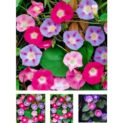 nasiona Wilec trójbarwny swikx115