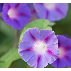 nasiona Wilec trójbarwny swikx115