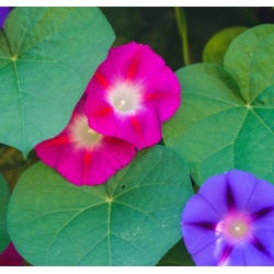 nasiona Wilec trójbarwny swikx115