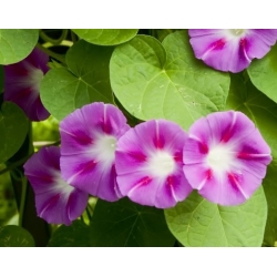 nasiona Wilec trójbarwny swikx115