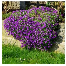 nasiona Żagwin swikx191