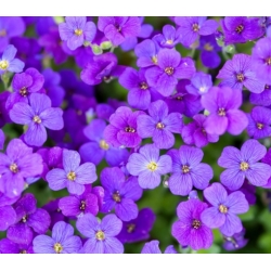 nasiona Żagwin swikx191