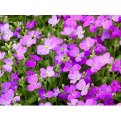 nasiona Żagwin swikx191