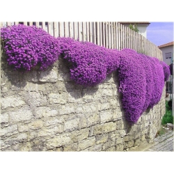 nasiona Żagwin swikx191