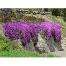 nasiona Żagwin swikx191