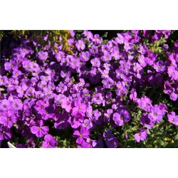 nasiona Żagwin swikx191