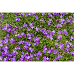 nasiona Żagwin swikx191