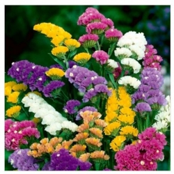 nasiona Zatrwian wrębny swikx116