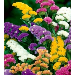 nasiona Zatrwian wrębny swikx116