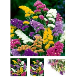 nasiona Zatrwian wrębny swikx116