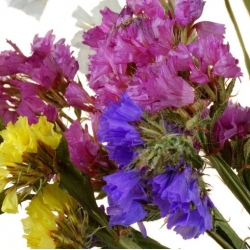 nasiona Zatrwian wrębny swikx116