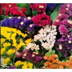 nasiona Zatrwian wrębny swikx116