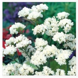 nasiona Zatrwian wrębny biały swikx157