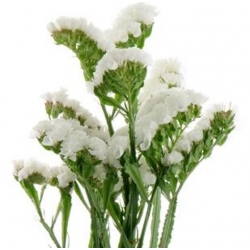 nasiona Zatrwian wrębny biały swikx157