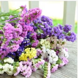 nasiona Zatrwian wrębny biały swikx157