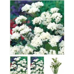 nasiona Zatrwian wrębny biały swikx157