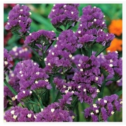 nasiona Zatrwian wrębny fioletowy swikx156