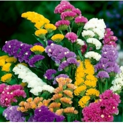 nasiona Zatrwian wrębny fioletowy swikx156