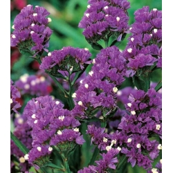 nasiona Zatrwian wrębny fioletowy swikx156