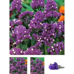 nasiona Zatrwian wrębny fioletowy swikx156