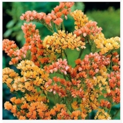 nasiona Zatrwian wrębny łososiowy swikx155