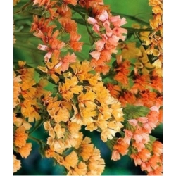 nasiona Zatrwian wrębny łososiowy swikx155