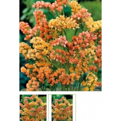 nasiona Zatrwian wrębny łososiowy swikx155