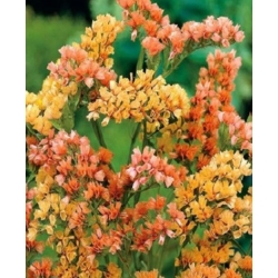 nasiona Zatrwian wrębny łososiowy swikx155