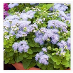 nasiona Żeniszek meksykański białoniebieski swikx159