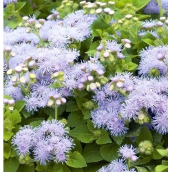 nasiona Żeniszek meksykański białoniebieski swikx159