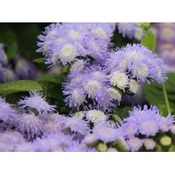 nasiona Żeniszek meksykański białoniebieski swikx159