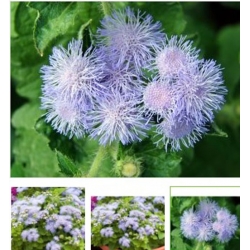 nasiona Żeniszek meksykański białoniebieski swikx159