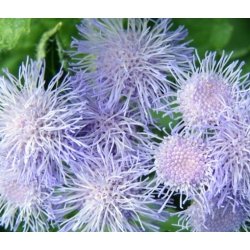 nasiona Żeniszek meksykański białoniebieski swikx159