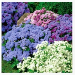 nasiona Żeniszek meksykański mix swikx158