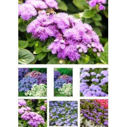 nasiona Żeniszek meksykański mix swikx158