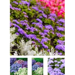 nasiona Żeniszek meksykański mix swikx158