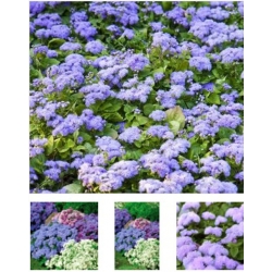 nasiona Żeniszek meksykański mix swikx158