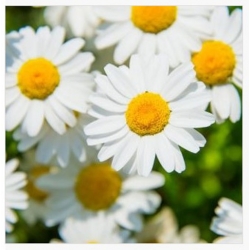 nasiona Złocień karłowy biały swikx160