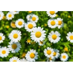 nasiona Złocień karłowy biały swikx160