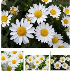 nasiona Złocień karłowy biały swikx160