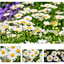 nasiona Złocień karłowy biały swikx160