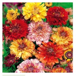 nasiona Złocień trójbarwny Dunnettii swikx161